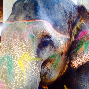 Jaipur Elephant Ride